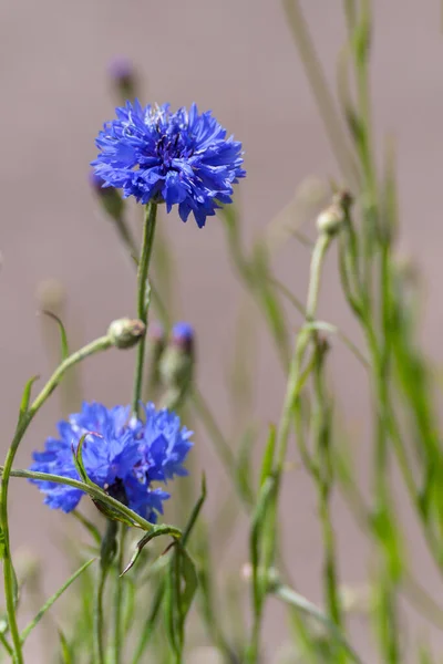 Kék Búzavirág Egy Kertben East Grinstead — Stock Fotó