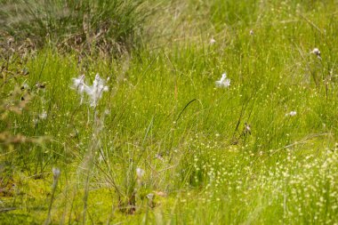 Shropshire 'daki Fenn' s, Whixall ve Bettisfield Mosses Ulusal Doğa Koruma Alanı