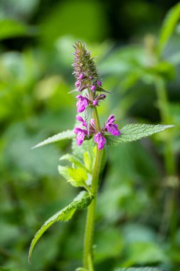 Palyaço Woundwort (Stachys palustris L) Ellesmere 'de çiçek açıyor