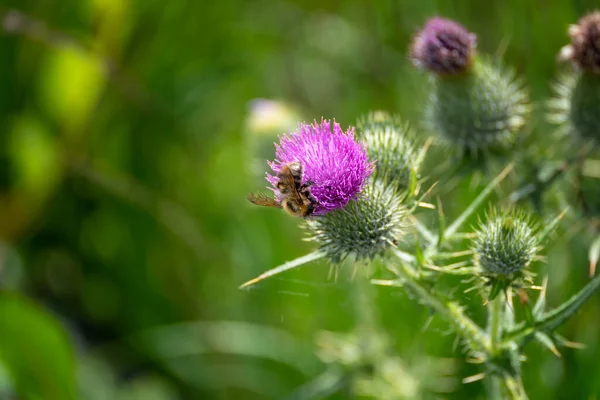 호박벌 Bombus Terrestris 엉겅퀴에서 꽃가루를 모은다 — 스톡 사진