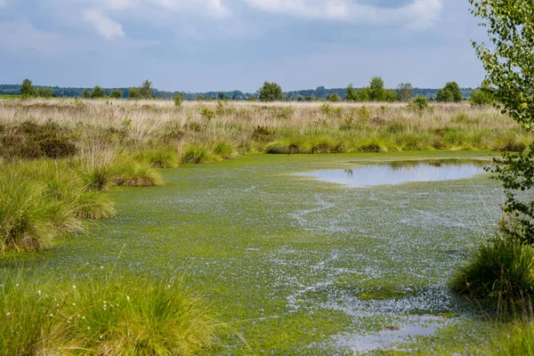 Vista Fenn Whixall Bettisfield Mosses National Nature Reserve Shropshire —  Fotos de Stock