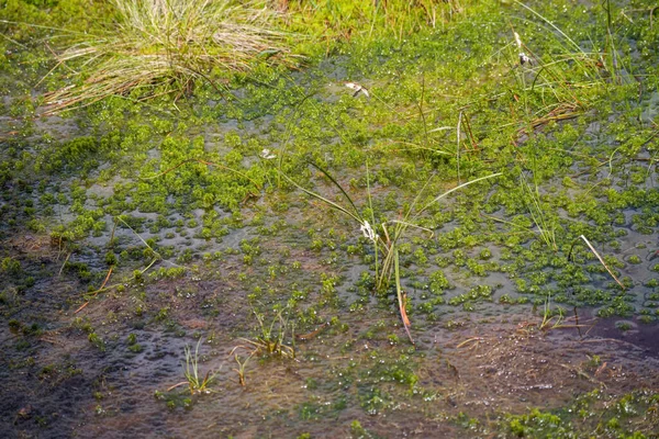 Вид Fenn Whixall Bettisfield Mosses National Nature Reserve Шропширі — стокове фото