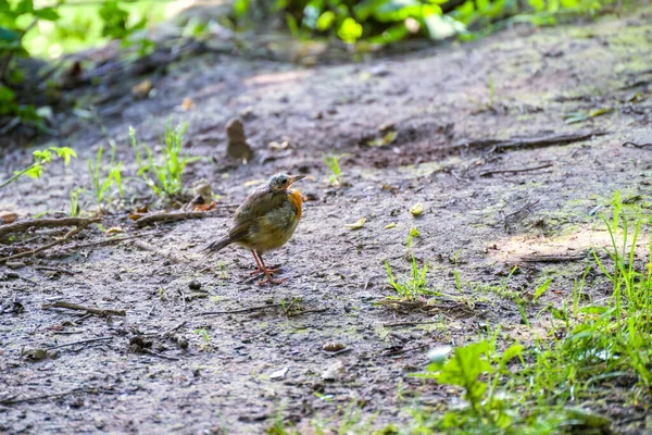 Bald Headed Juvenile Robin Standing Muddy Path Ellesmere Mere — Stock Photo, Image