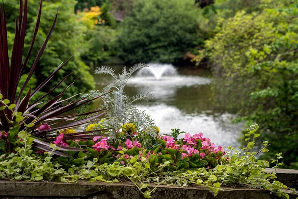 Flores Que Florecen Junto Lago Quarry Park Shrewsbury Shropshire — Foto de Stock