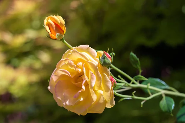 Vista Perto Amarelo Hybrid Rose Floração Verão — Fotografia de Stock