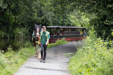 BERWYN, DENBIGHSHIRE, WALES - 11 Temmuz 2021 'de Galler' in Berwyn yakınlarındaki Llangollen Kanalı 'nda dar bir tekne çeken at. Tanımlanamayan kişiler