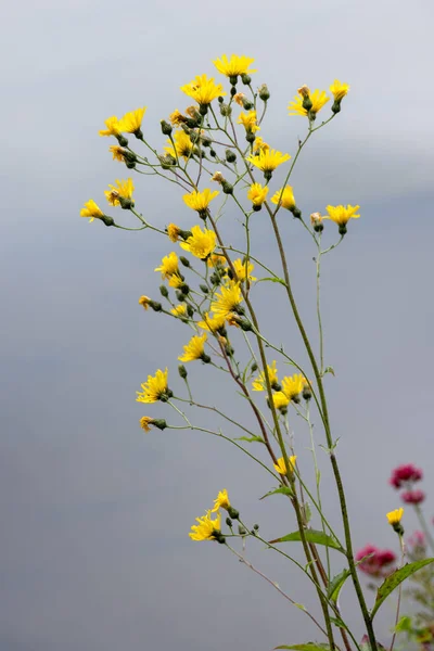 Falcão Liso Hieracium Laevigatum Willd Floração Llangollen — Fotografia de Stock