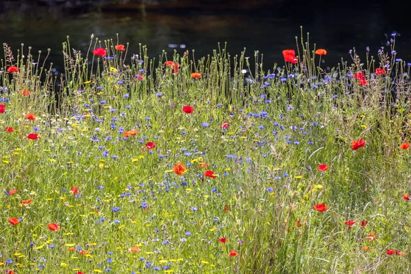 Flores Silvestres Que Crecen Largo Orilla Del Río Dee Cerca — Foto de Stock