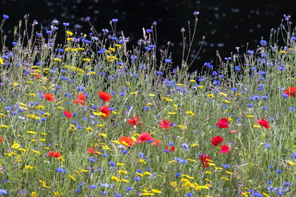 Flores Silvestres Que Crecen Largo Orilla Del Río Dee Cerca — Foto de Stock