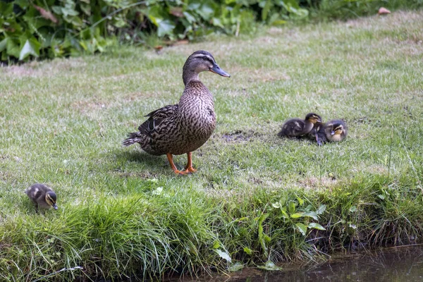 Mallard Fêmea Anas Platyrhynchos Com Patinhos Costa Canal — Fotografia de Stock