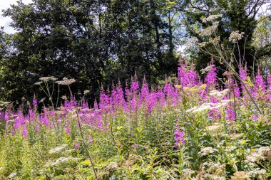 Fireweed (Epilobium angustifolium) Pontcysyllte Aqueduct, Froncysyllte, Wrexham yakınlarında çiçek açar.