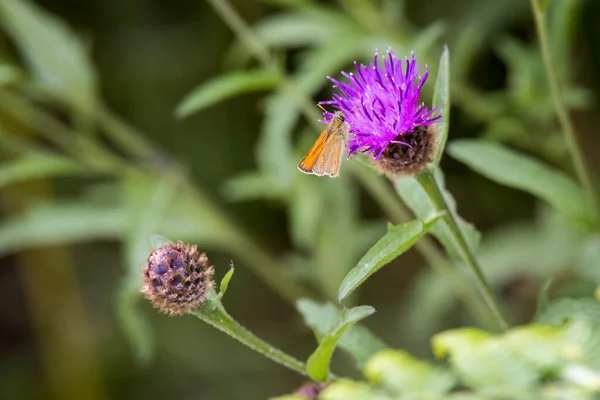 アザミウマに餌をやる小型スキッパー蝶 Thymelius Sylvestris — ストック写真