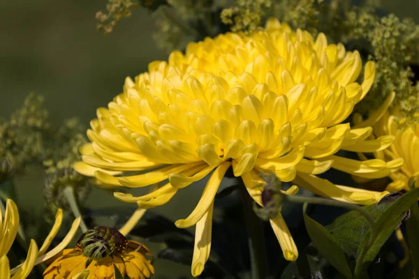 Sárga Virágok Egy Vázában Kerti Asztalon — Stock Fotó