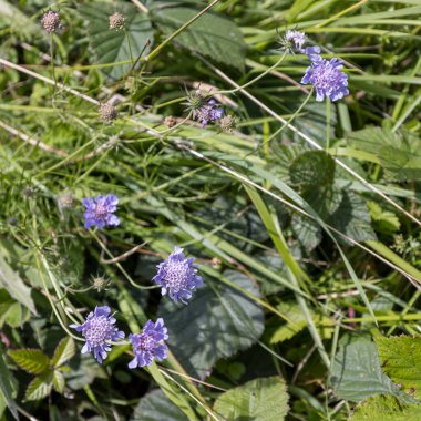 Güney Tepeleri 'nde daha az Uyuz (Scabiosa columbaria) çiçek açıyor