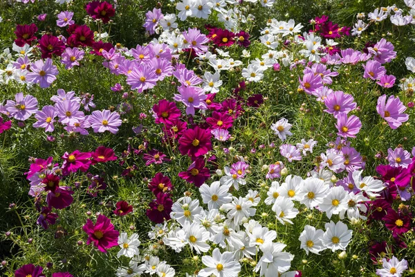 Cosmos Flowers Full Bloom Eastbourne — Stock Photo, Image