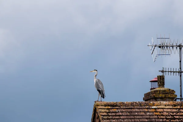 Grey Heron Sitter Foten Ett Hus Mot Grubblande Himmel — Stockfoto