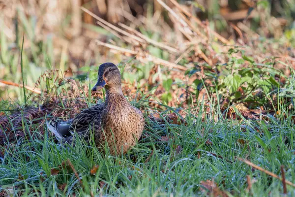 Stockente Läuft Durch Taubeladenes Gras — Stockfoto