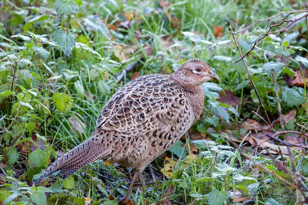 Female Ring Necked Pheasant Wet Vegetation Weir Wood Reservoir — Stock Photo, Image