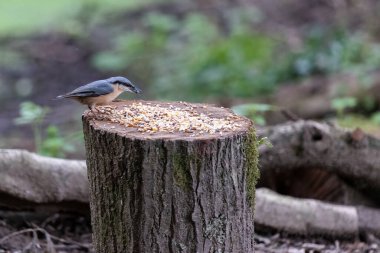Gagasında tohum olan bir ağaç kütüğüne tünemişti.