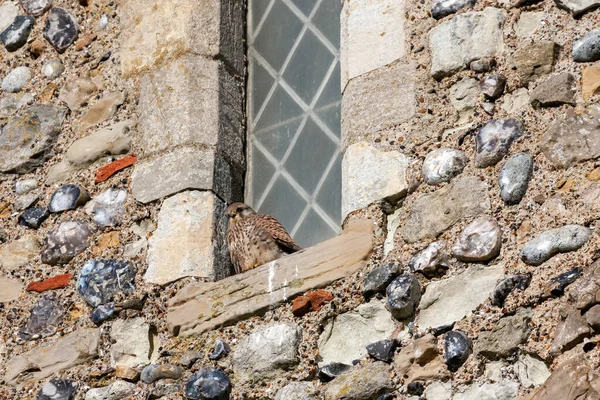 Frozen Kestrel Sheltering Bitter Wind — Stock Photo, Image