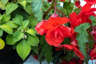 Kızıl Begonya (Begonya Evansiana Andrews) Berrynarbor 'da bir bahçede yetişiyor.