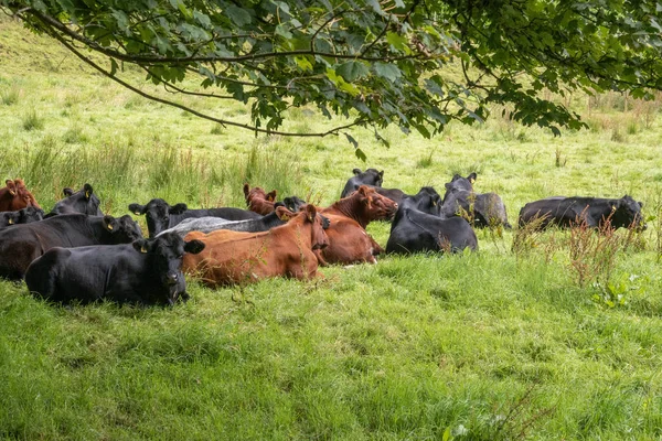 Vacas Siiting Hierba Esperando Lluvia Mantener Parche Seco Caliente —  Fotos de Stock