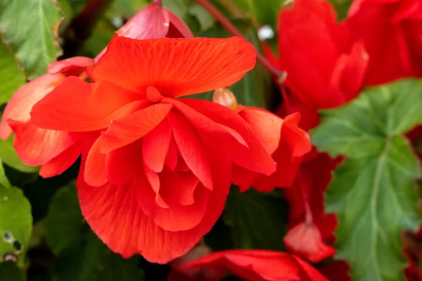 Begonia Vermelha Begonia Evansiana Andrews Que Cresce Jardim Berrynarbor — Fotografia de Stock