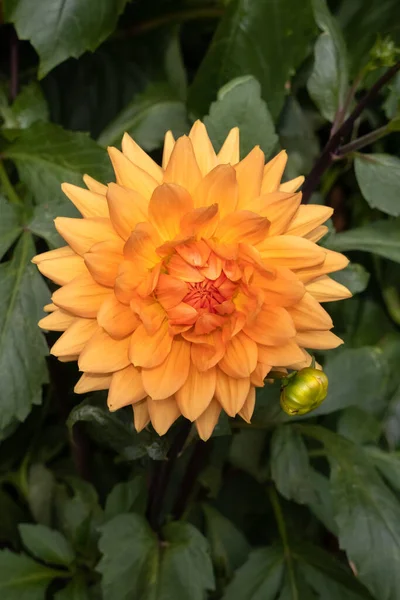 Nagy Narancs Dahlia Virágzik Egy Kertben Berrynarbor — Stock Fotó