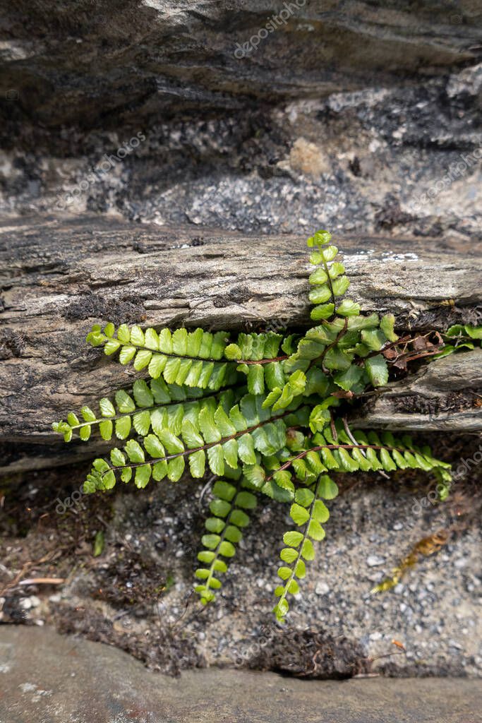 Hierba del bazo verde brillante (Asplenium trichomanes) creciendo en el
