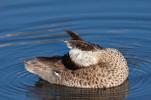 环状Teal Callonetta Leucophrys 在伦敦湖中捕食 — 图库照片