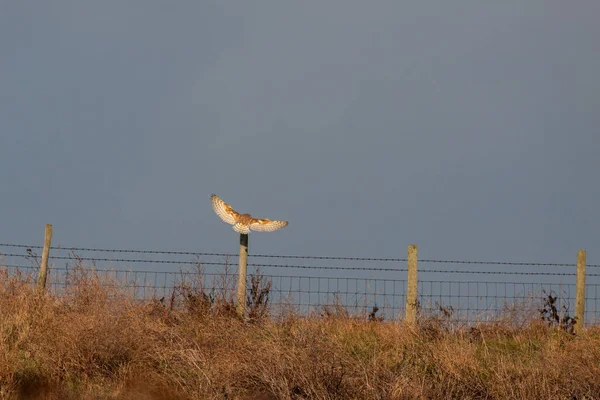 Sova Stodola Přistává Ohradě Elmley Marshes Zimním Odpoledni — Stock fotografie