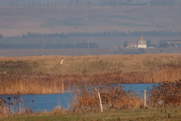 冬の午後 Elmley 沼地でメンフクロウ狩猟 — ストック写真