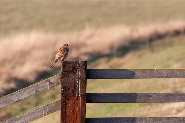 Kestrel Assis Sur Poteau Clôture Profitant Lumière Soleil Soir — Photo