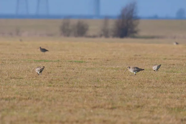 Eurázsiai Curlew Numenius Arquata Keres Élelmiszer Egy Iktatott Közelében Elmley — Stock Fotó