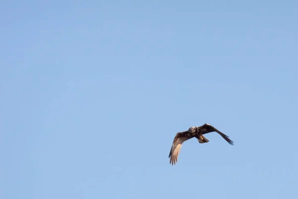 一个冬天的下午 哈里尔 Marsh Harrier 在Elmley Marshes打猎 — 图库照片