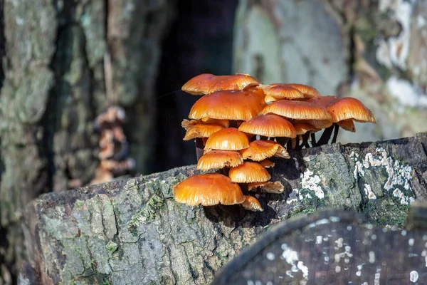 古い木の切り株に成長しているベルベット シャンク菌 エノキタケ — ストック写真