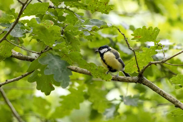 Great Tit Resting Verdant Canopy Late Summer — Stok Foto