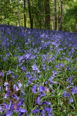 Staffhurst Ormanı 'nda çançiçekleri Oxted Surrey yakınlarında.