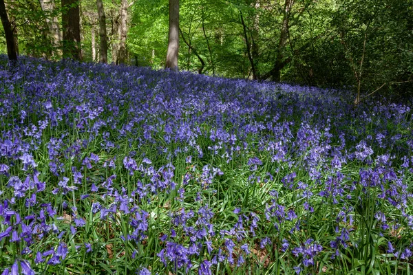 Bluebells Staffhurst Woods Der Nähe Von Oxted Surrey — Stockfoto