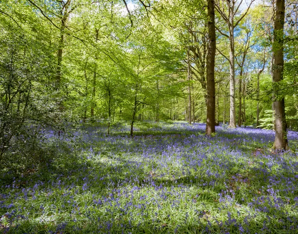 Bluebells Staffhurst Woods Der Nähe Von Oxted Surrey — Stockfoto