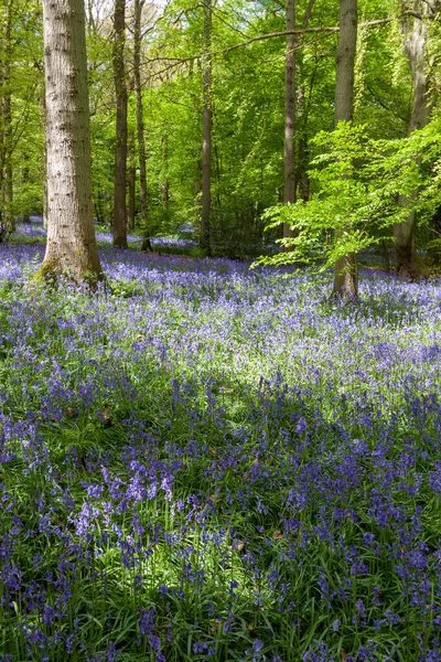 Bluebells Staffhurst Woods Der Nähe Von Oxted Surrey — Stockfoto