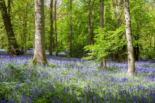 Bluebells Staffhurst Woods Oxted Surrey — Stock Photo, Image