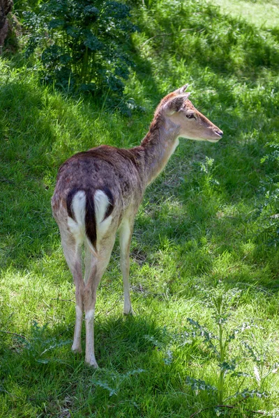 Kızıl geyik (cervus elaphus) hind Close-Up