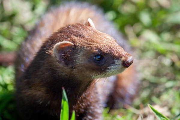 Zbliżenie Tchórz Mustela Putorius — Zdjęcie stockowe