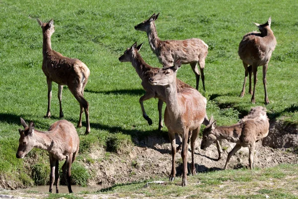 Herd Red Deer Cervus Elaphus Field Drainage Ditch — Stock Photo, Image