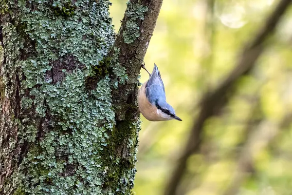 Kleiber Klammert Sich Der Nähe Von East Grinstead Einen Baum — Stockfoto