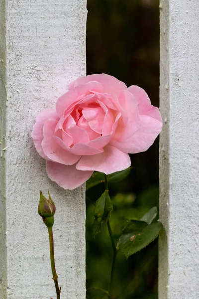 Rosa Rosa Floração Através Uma Cerca Madeira Branca — Fotografia de Stock