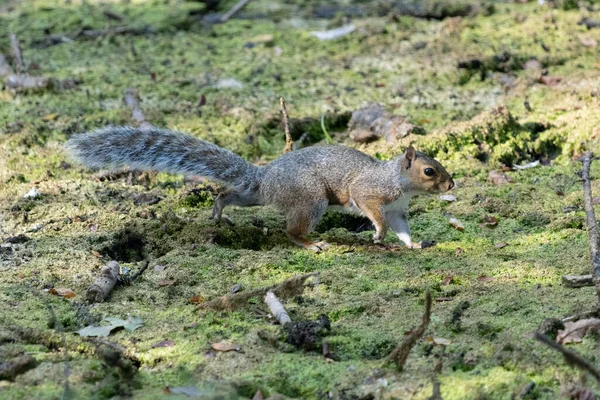 Esquilo Cinzento Sciurus Carolinensis Que Atravessa Uma Lagoa Seca Fotografia De Stock