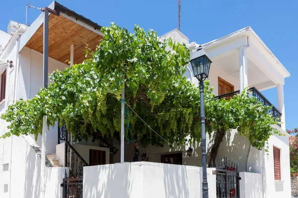 Omodhos Chipre Grecia Julio Cultivo Vid Una Casa Omodhos Chipre — Foto de Stock