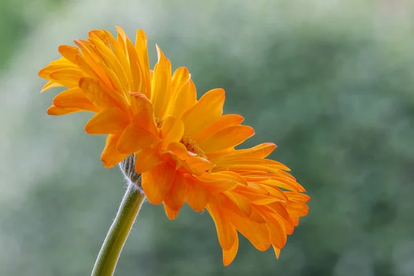 Single Golden Gerbera Flower Full Bloom — Stock Photo, Image